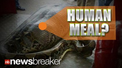 HUMAN MEAL?: Photo of Snake with Huge Bulge Goes Viral Online Sparking Debate