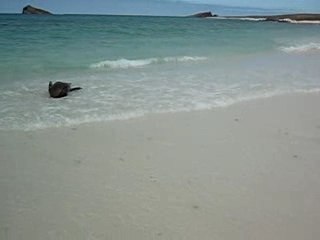 Bebe et Maman Otarie Galapagos