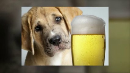 5 Food Itemsthat Could Leave Your Dog Sick | KVSupply