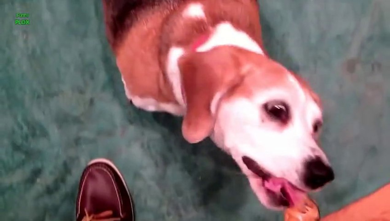 Les Chiens adorent le beurre de cacahuète - Compilation d'animaux mignons.