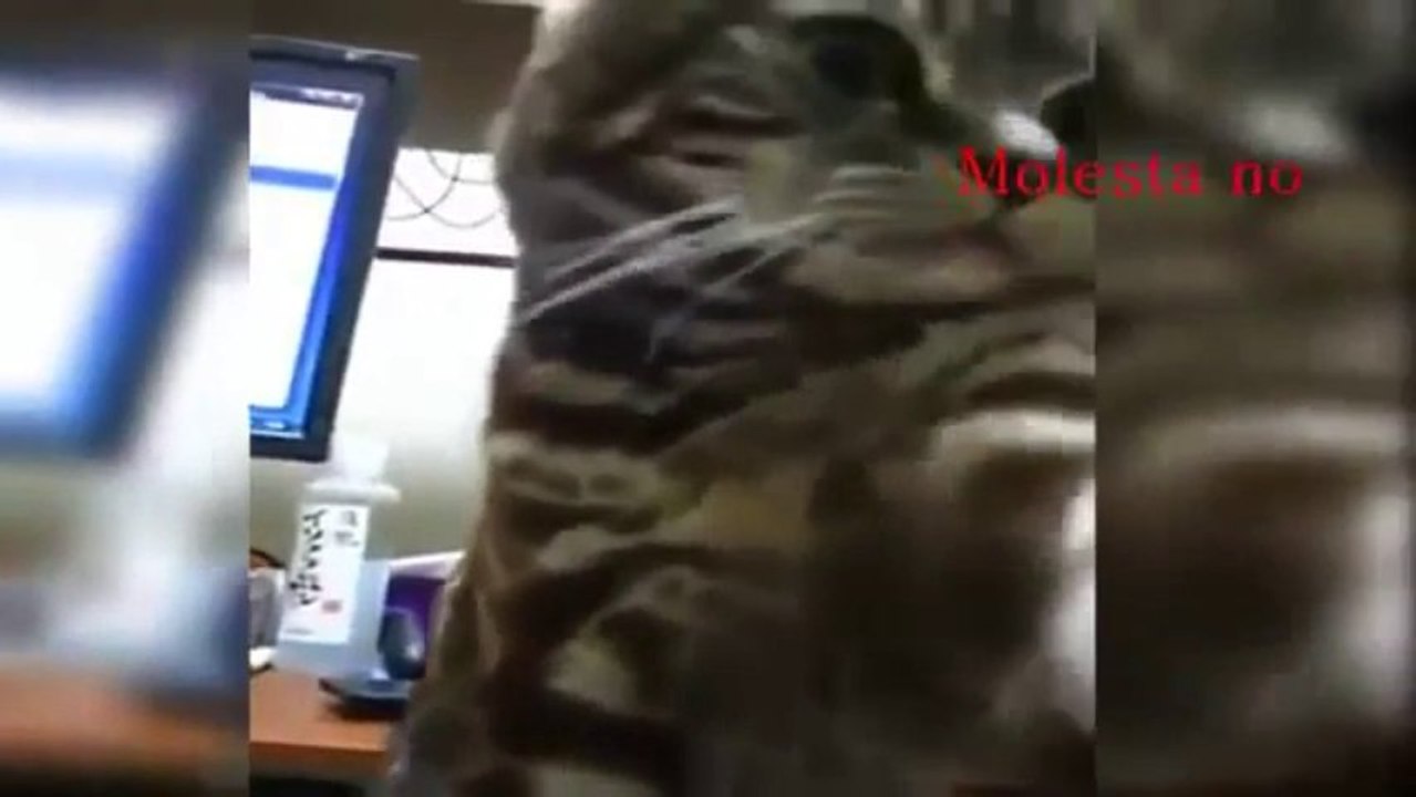 Le Chat pas content - "Ne me touche pas, et éteint cette caméra!"