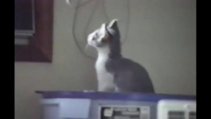 Petit chat s'éclate au sol! FAIL