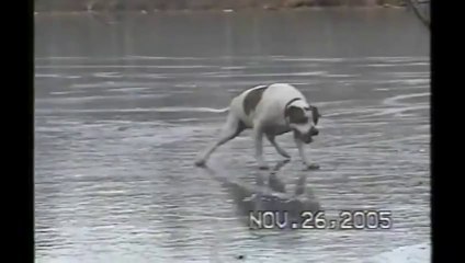 Chien qui glisse sur un lac gelé.. En panique!