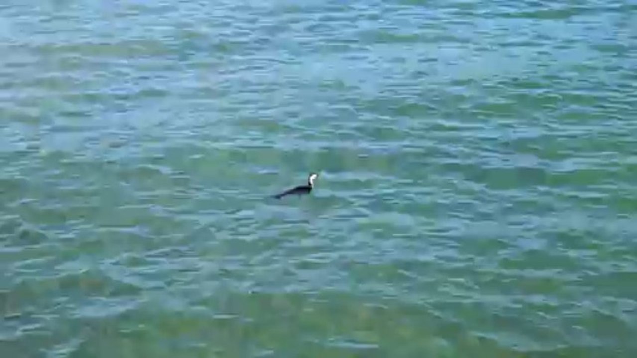 Oiseau qui pêche