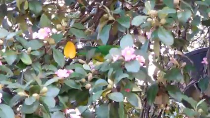 Perroquet in the  botanic garden