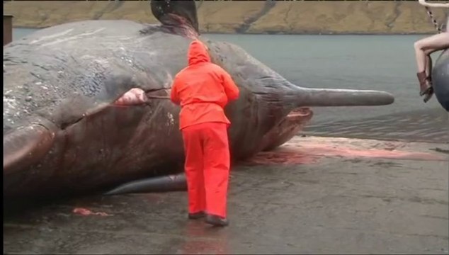 Wrecking whale, Miley Cyrus Explodes a dead Whale.. Funny!