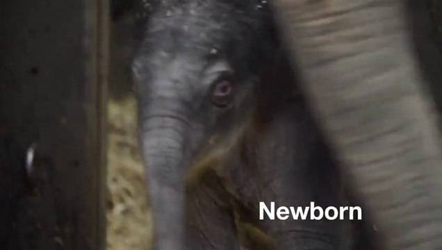 Un bébé éléphant trop mignon! Sa première année en vidéo...