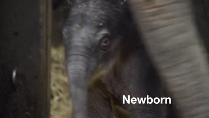 Un bébé éléphant trop mignon! Sa première année en vidéo...