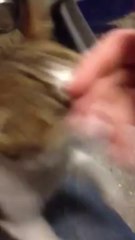 Chat trappe a leroy merlin tres sociable