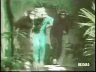 Don Jess & catsNdogs - Birdy Dance