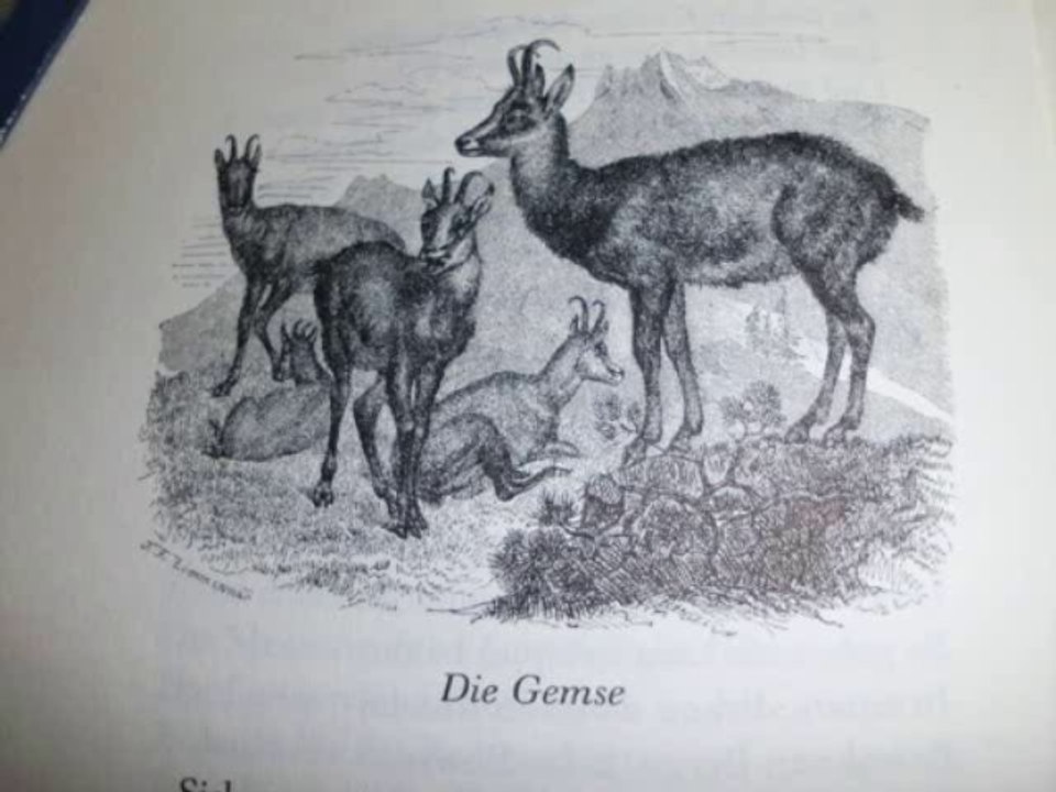 Die gemse