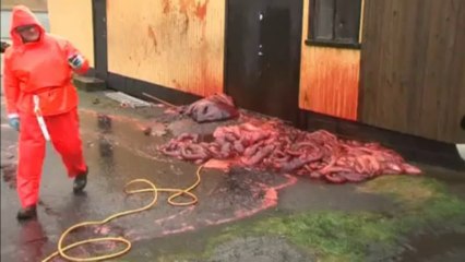 Exploding sperm whale carcass caught on camera