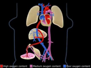 Development of The Vascular System