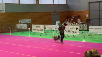 GPF 2013 HTM Novice Aurélie Devulder et Cheyenne