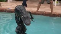 Il joue avec un Alligator dans une piscine - Dingue!