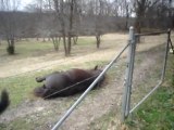 Horse and dog playing together. So amazing and cute animals.