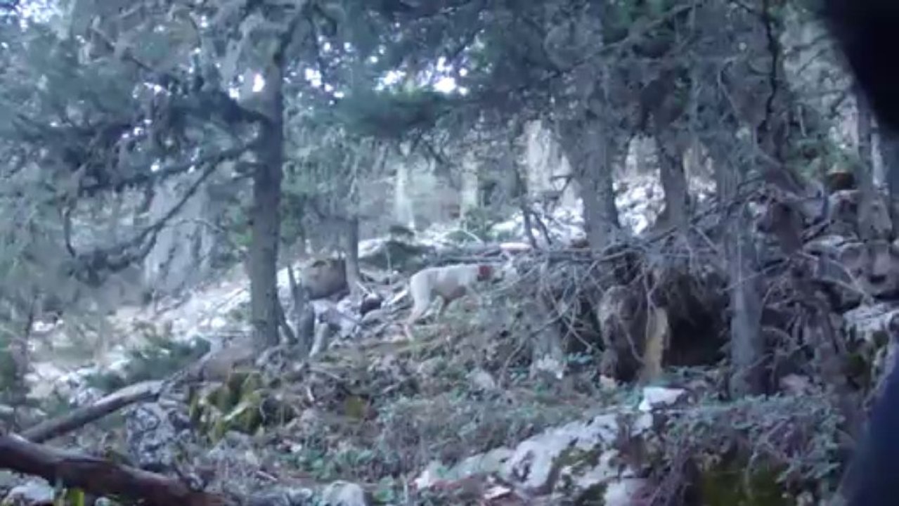 ŞİLA -AS ÇULLUK FERMA(1)