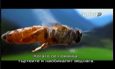 Живот, Посветен на Пчелите A life Dedicated to Bees