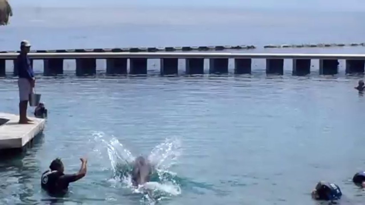 Le saut du dauphin