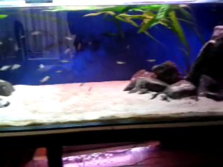 Tanganyika Derin Su Biotop