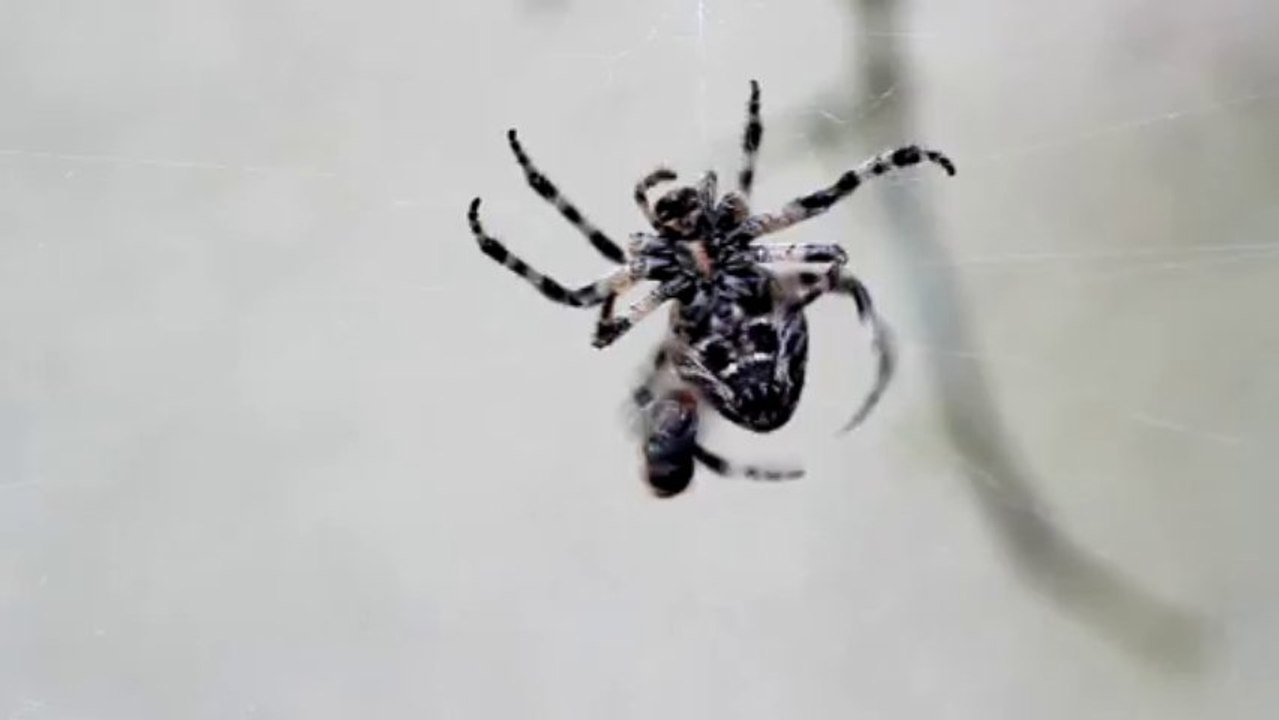 Spider eat fly - Free HD stock footage