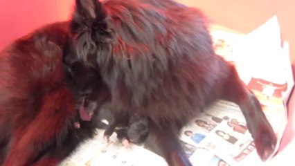 DOUMBA du Moulin des Uranides et son fils, né la veille, issu d'UGGI des Perles Noires