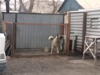 Chien danse sur Modern Talking