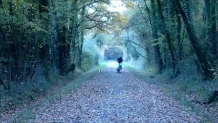 Gift et Elfie Cocker anglais en "canivtt"