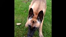 Be Aware Finn - Catch me if you can!