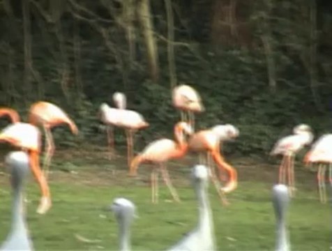 The Kagu by European Crane Foundation Harry Geurts