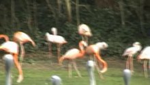 The Kagu  by European Crane Foundation Harry Geurts