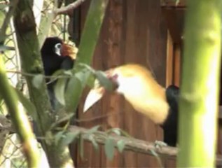 Beautifull monkeys by ECF Harry Geurts Belgium.