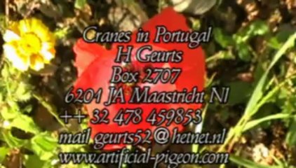 Cranes Project in Portugal-C2010 H Geurts  European Crane Foundation E.C.F.