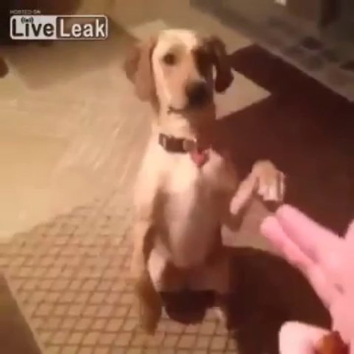 PERRO SE HACE EL MUERTO PERFECT!