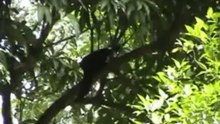 Harry Geurts and Victor Fasano watch birds in Brazil.European Crane Foundation
