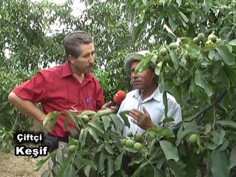 Petro Cinsi Ceviz Üreticisi Ahmet Yılmaz 0539 687 1511 Bakırlı Köyü Gönen Balıkesir