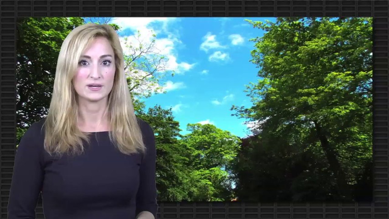 Die Stechmücke Zufall oder Wunder?