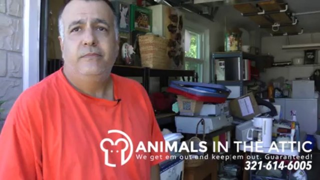 Remove Rats from Clutter. Rat Extermination Brevard County 321-614-6005 Animals in the Attic