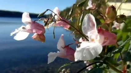 My Business Story- Foothill Quicky Smog