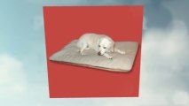 Things to Consider While Buying Dog Beds