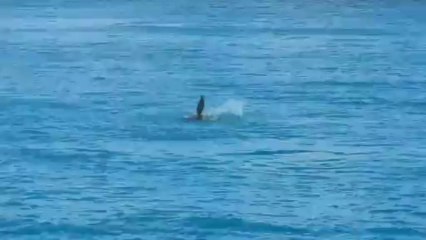 Tortues grosse tête Beautemps - Beaupré (2)