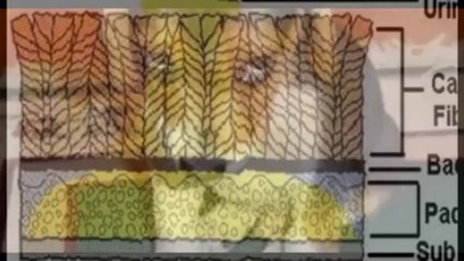 Carpet Cleaning Services in Mesa