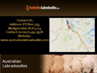 Australia Labradoodles