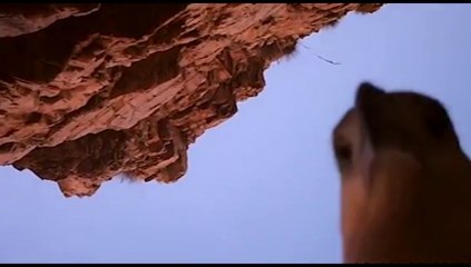 En Australie, un aigle se filme en plein vol