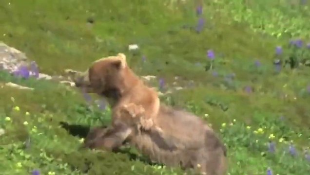 Scared Bear Falls and Dies! Heart attack