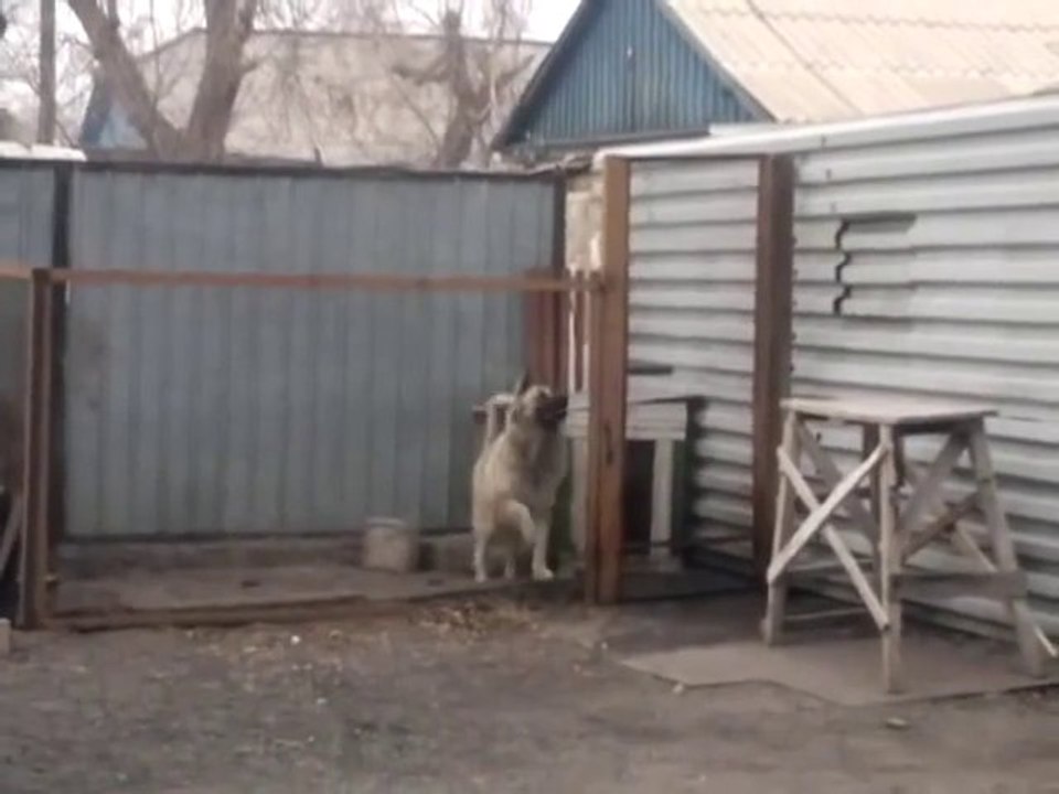 Сute DOG dancing on dance music - Awesome...