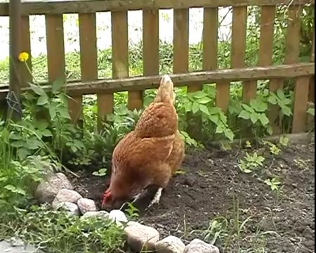 Lithuanian Farm animals