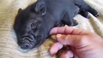 Un mini cochon se fait gratter le ventre. Trop mignon!