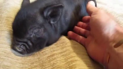 Micro Pig Enjoys Tummy Rub