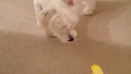 Un Chien et un Perroquet font la course dans les escaliers.